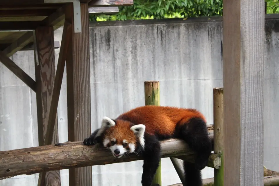 きなこ