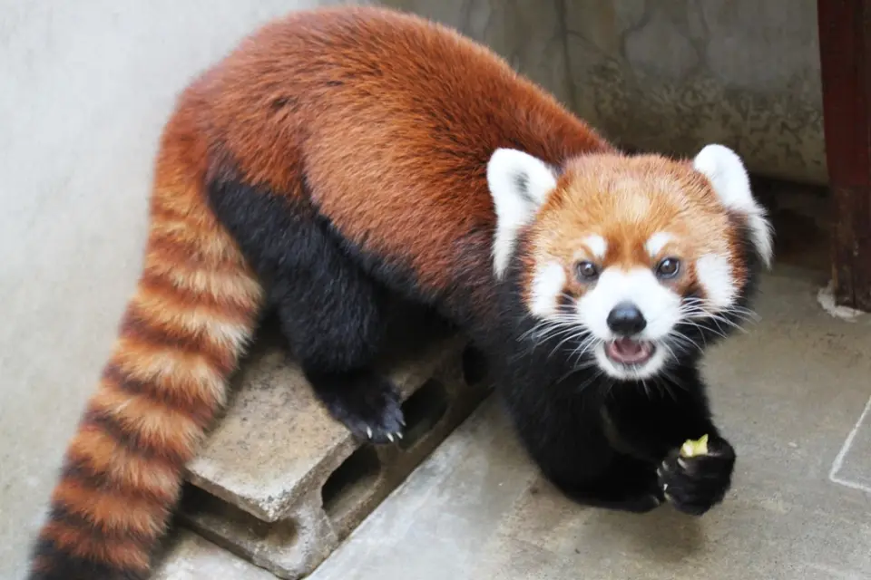 ふたたび食事中の「ミンミン」