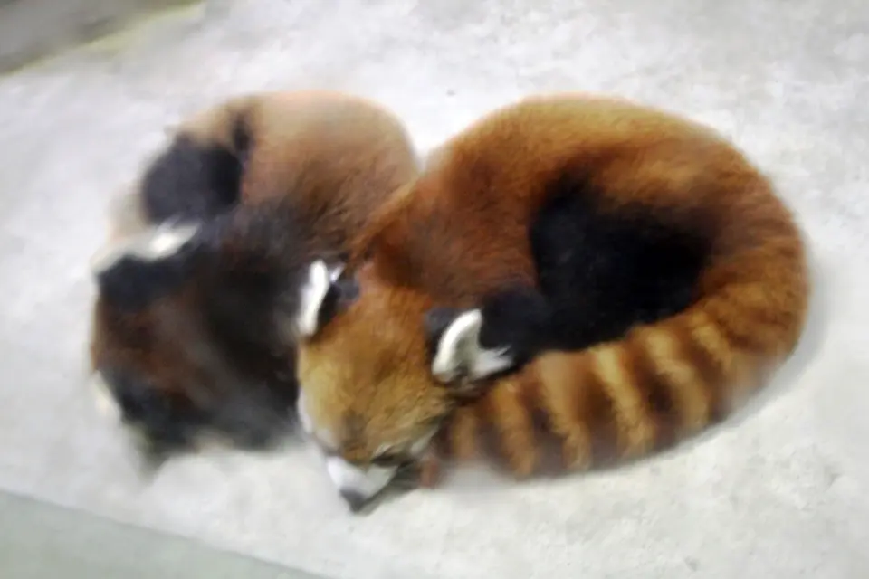 並んで眠るレッサーパンダの双子（左「さくら」、右「よもぎ」）