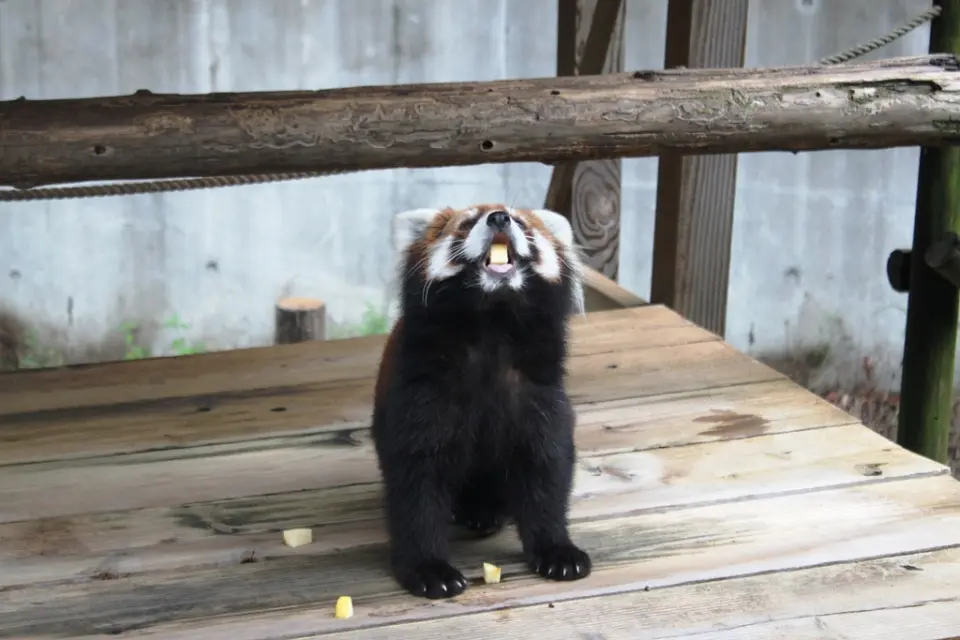 きなこ
