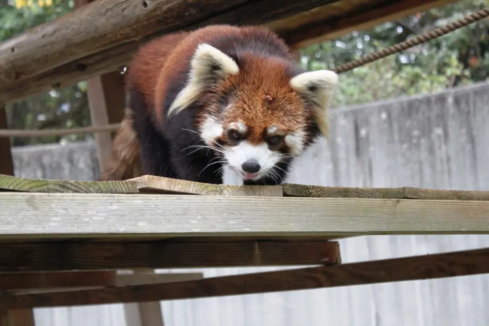 とくしま動物園でのきなこ（ちょっぴりオチャメに）