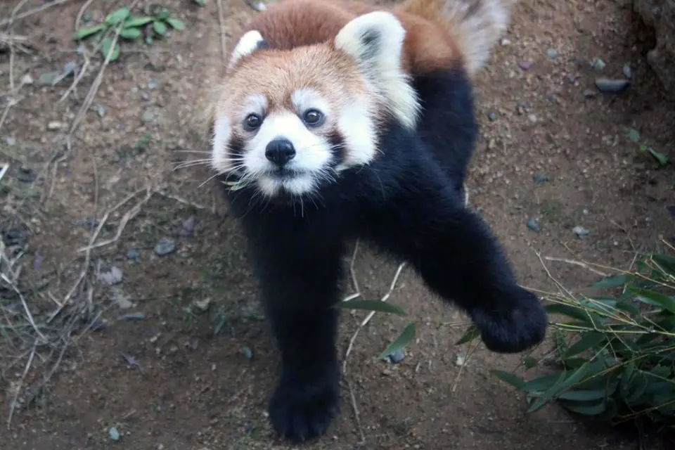笹の葉をムシャムシャ