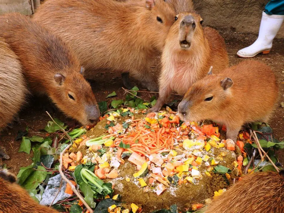 あまりの美味しさに唸るカピバラの赤ちゃん