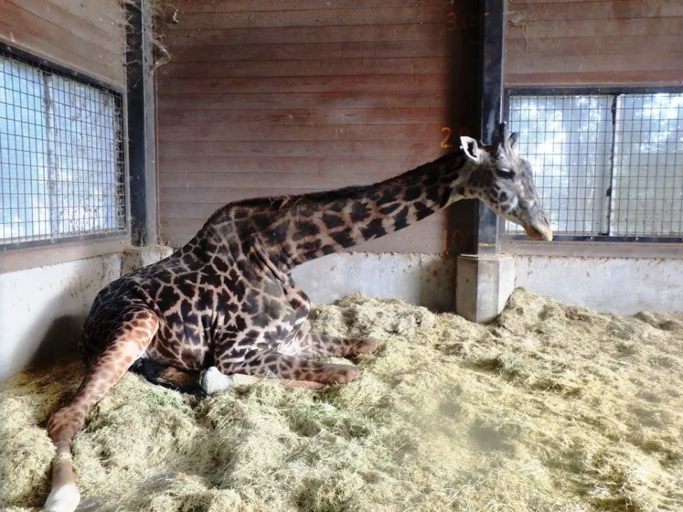 ふかふかの寝室で一休み