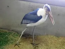 テル