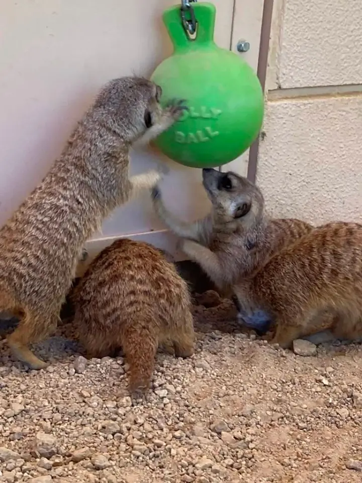 ミーアキャット　動物園に寄付して頂いた玩具は大人気