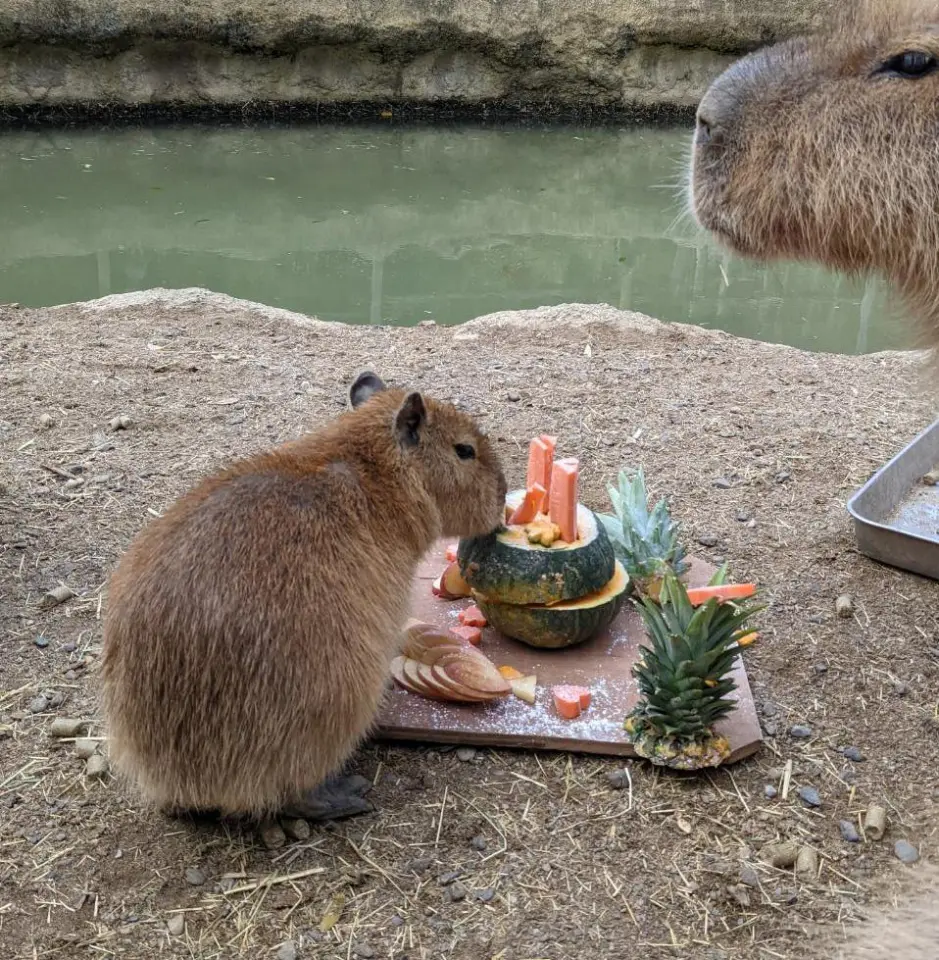 どこから食べようか？
