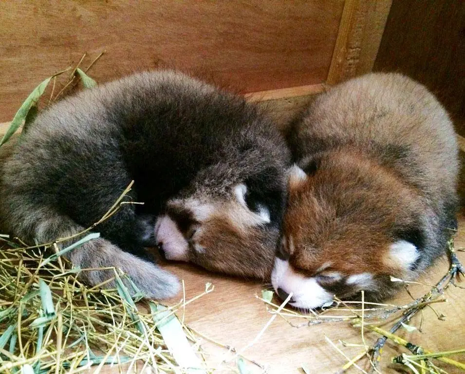 レッサーパンダ双子の赤ちゃん