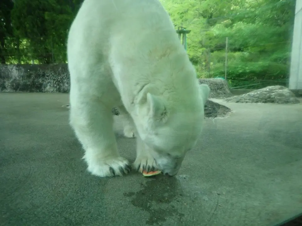 スイカを食べるポロロ