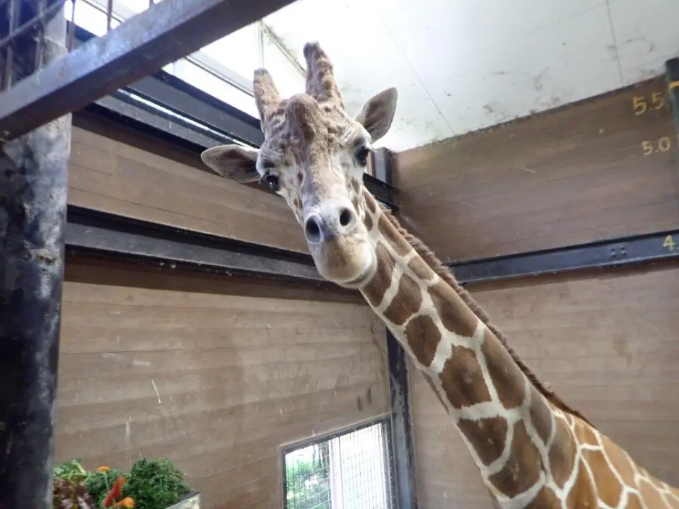 カメラ目線のはっさく