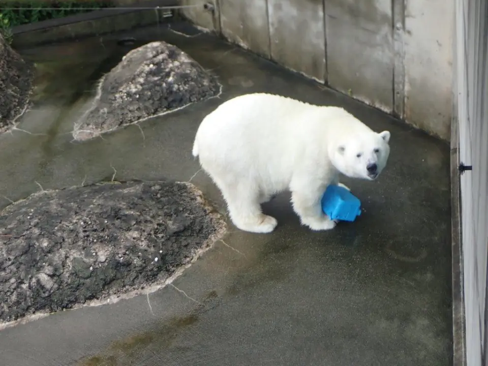 おやつを食べるポロロ