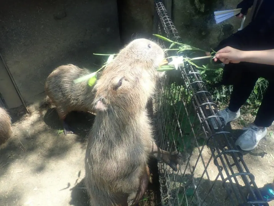 立ち上がって催促してくるカピバラ