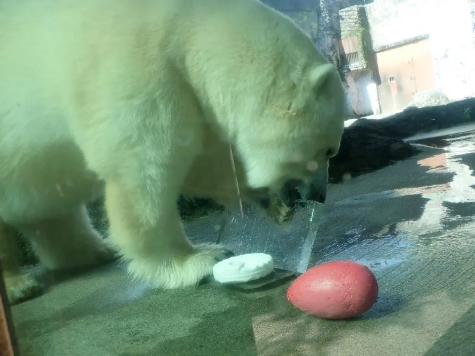 氷を半分に割るポロロ