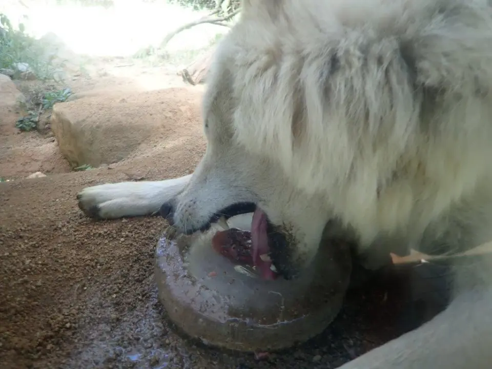 氷をなめて溶かすユウキ