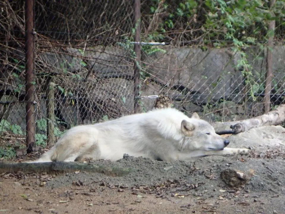 お昼寝するユウキ①