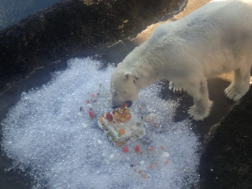 ケーキを食べるポロロ