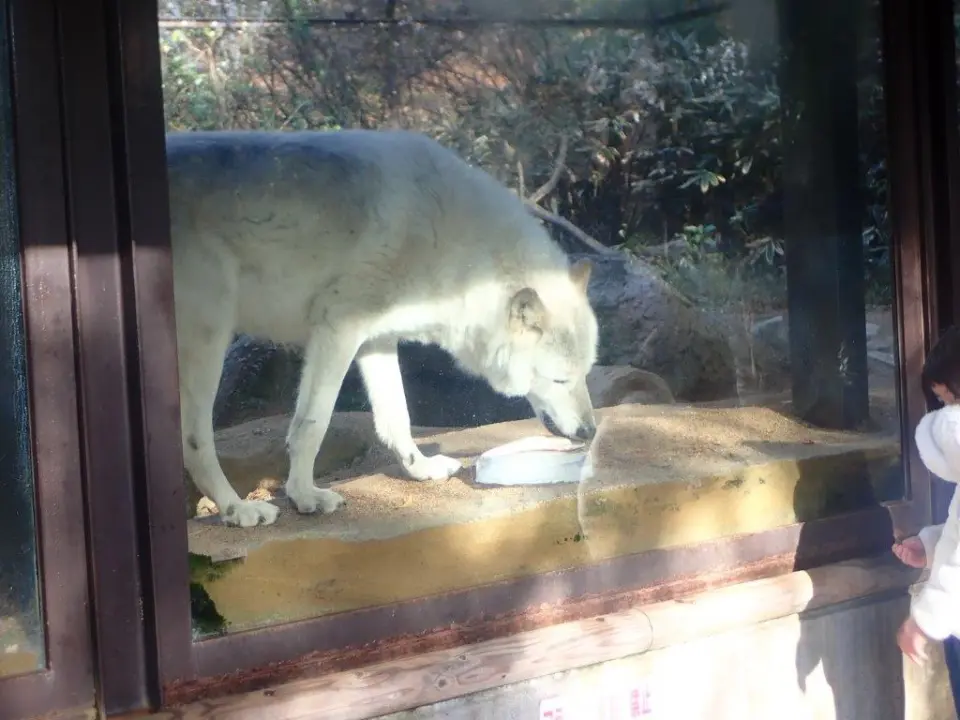 ホッケを食べるユウキ①