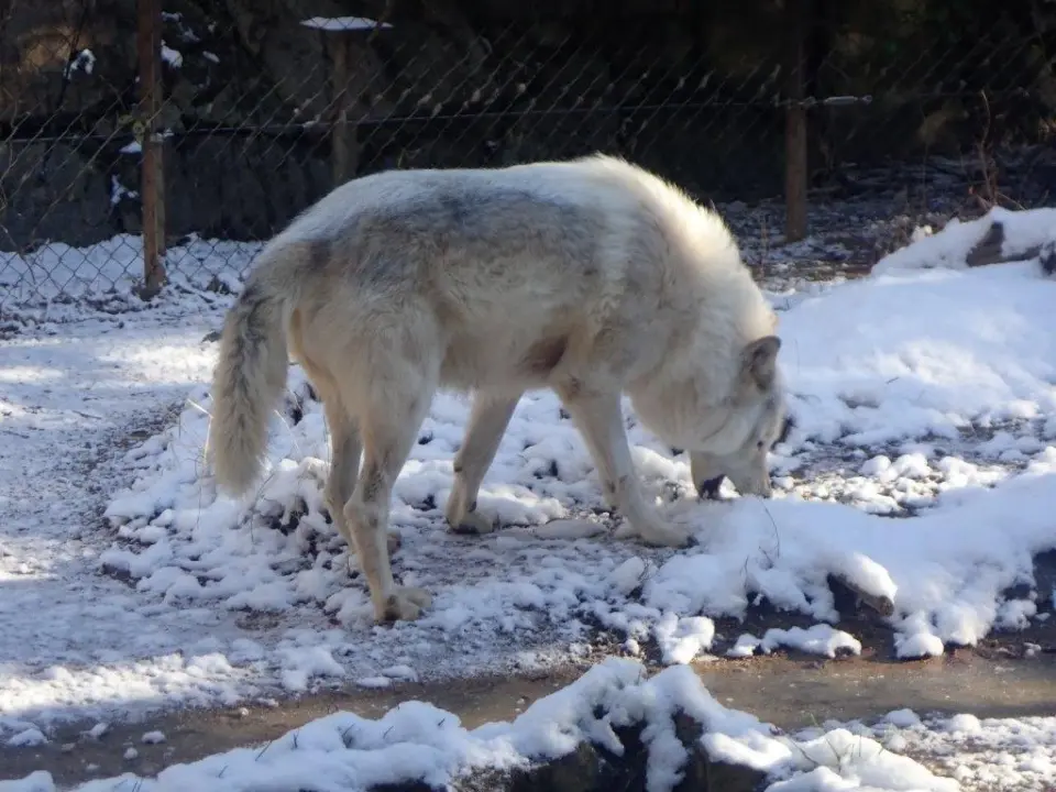 雪を味見するユウキ
