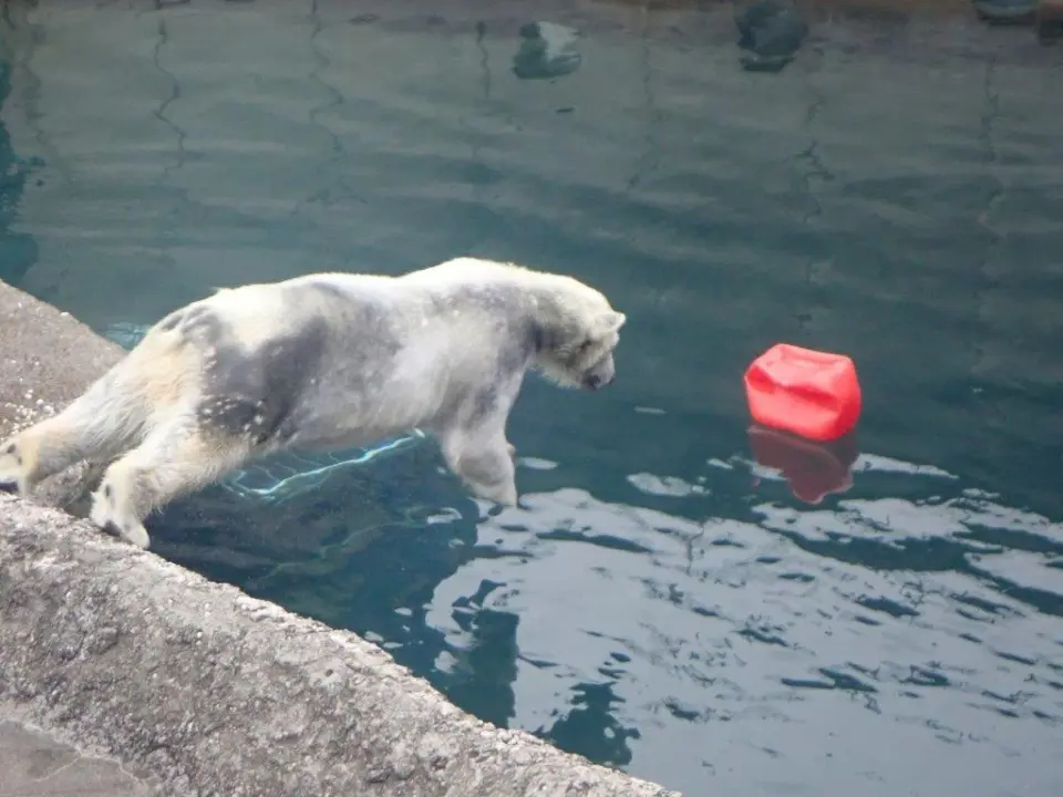 結局飛び込むポロロ