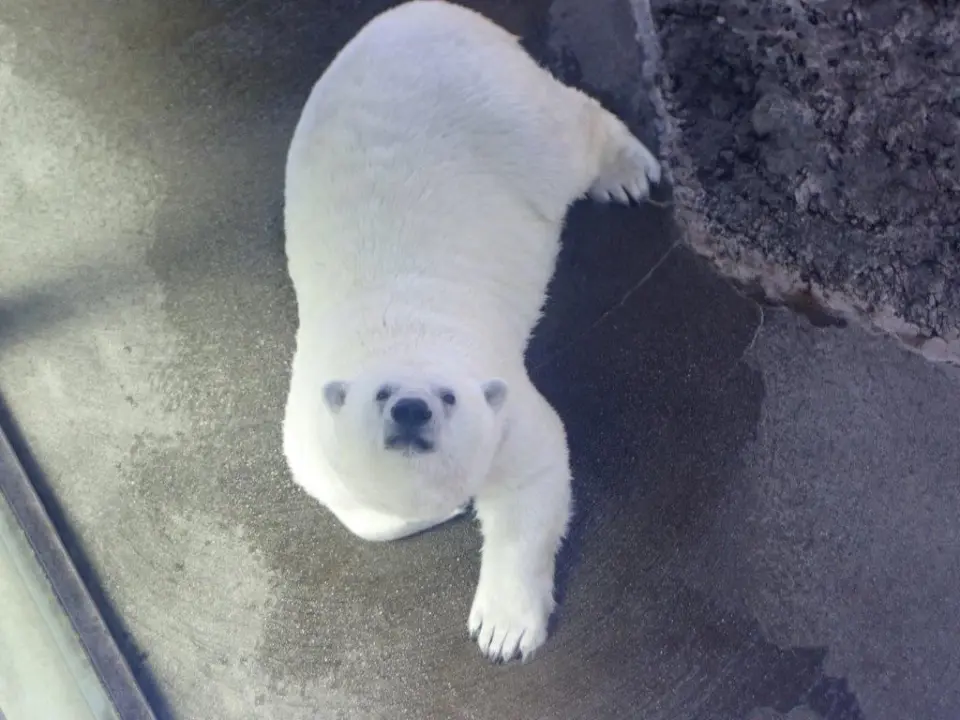 まったりするポロロ③