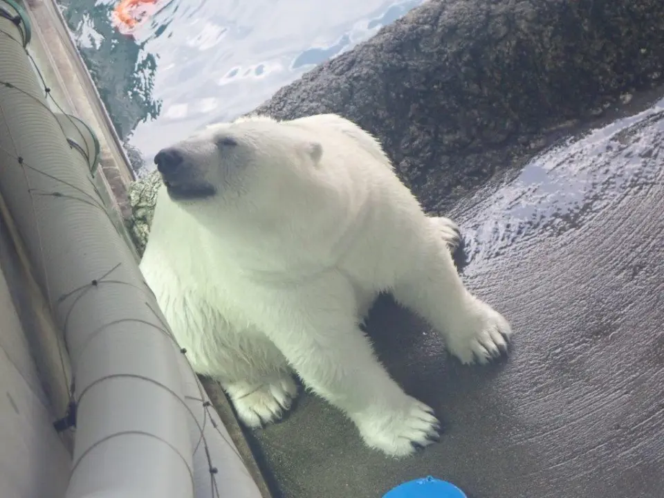 スポットクーラーの下で涼むポロロ①