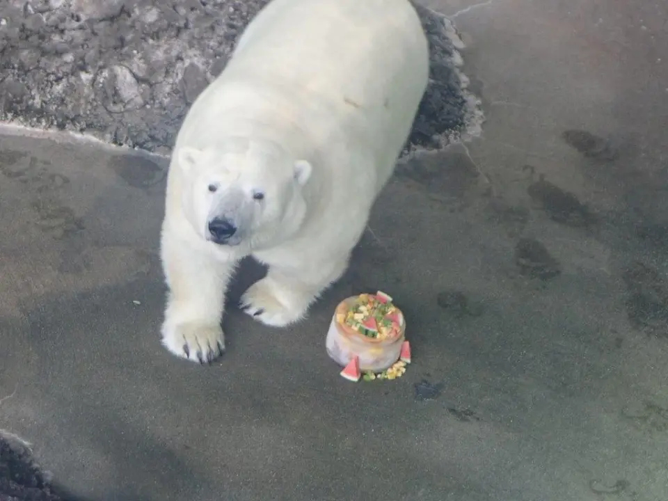 氷とポロロ