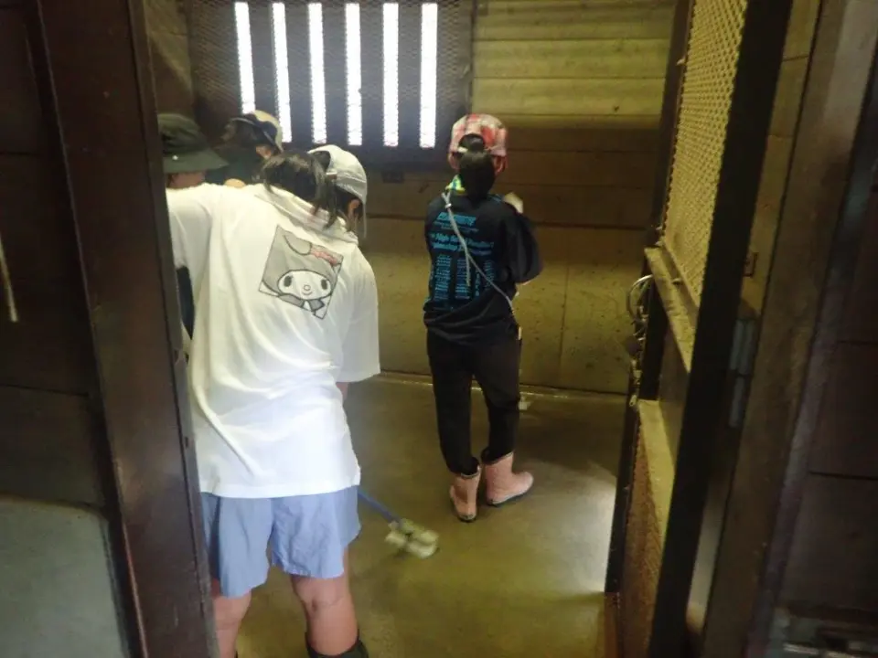 オオカミ舎を掃除する参加者