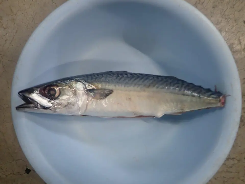 サバ