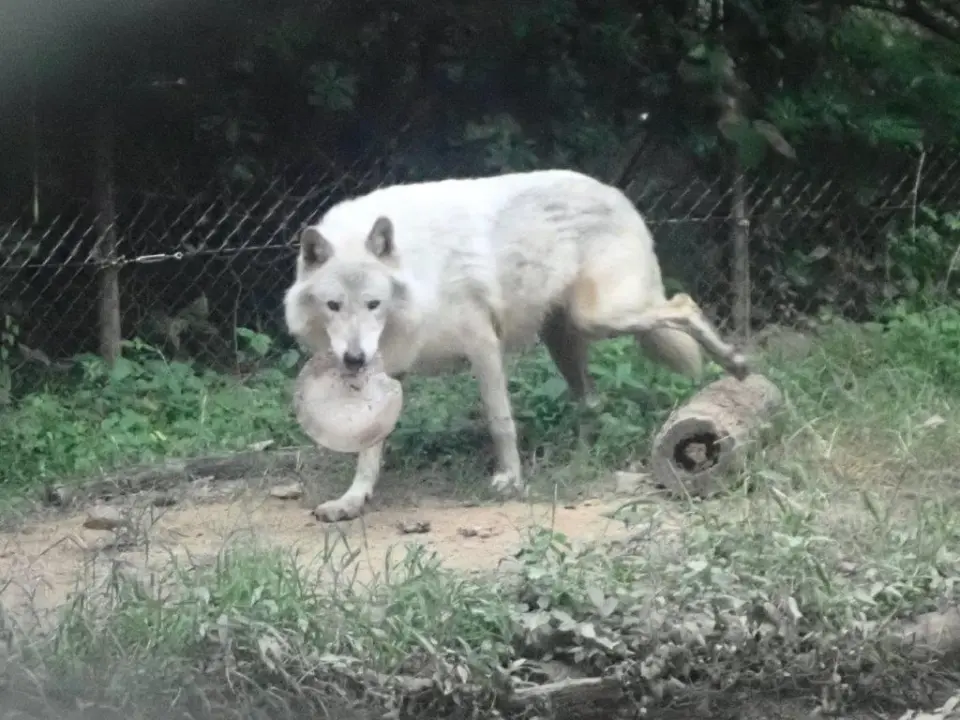 おやつ（お肉入り氷）をくわえるユウキ