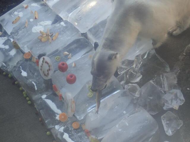 ¥±¡¼¥¤ò¿©¤Ù¤ë¥Ý¥í¥í¡