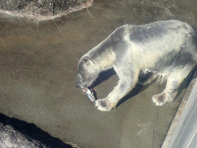 ���Ф򿩤٤�ݥ���