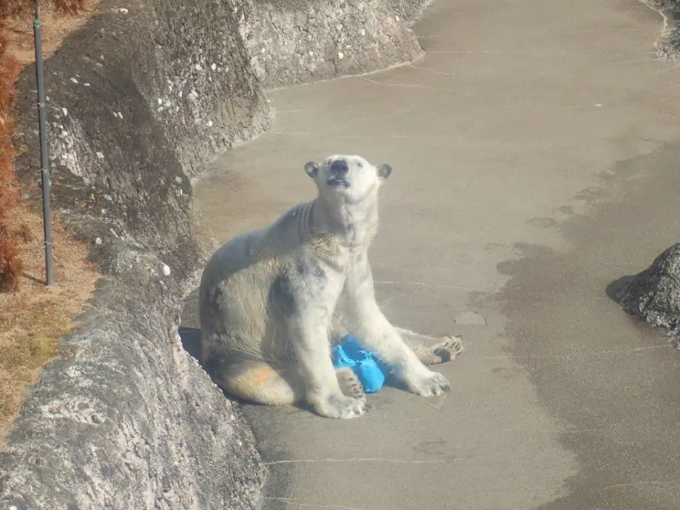 のんびりするポロロ