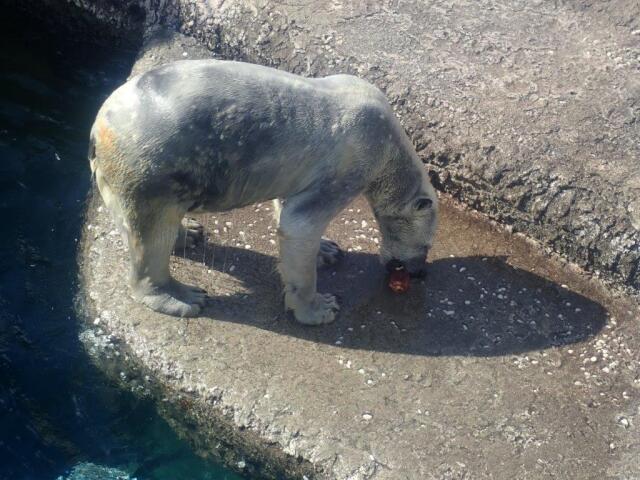 �������򿩤٤�ݥ���