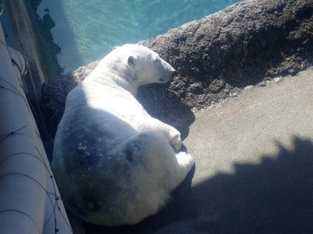 ���뿲����ݥ���