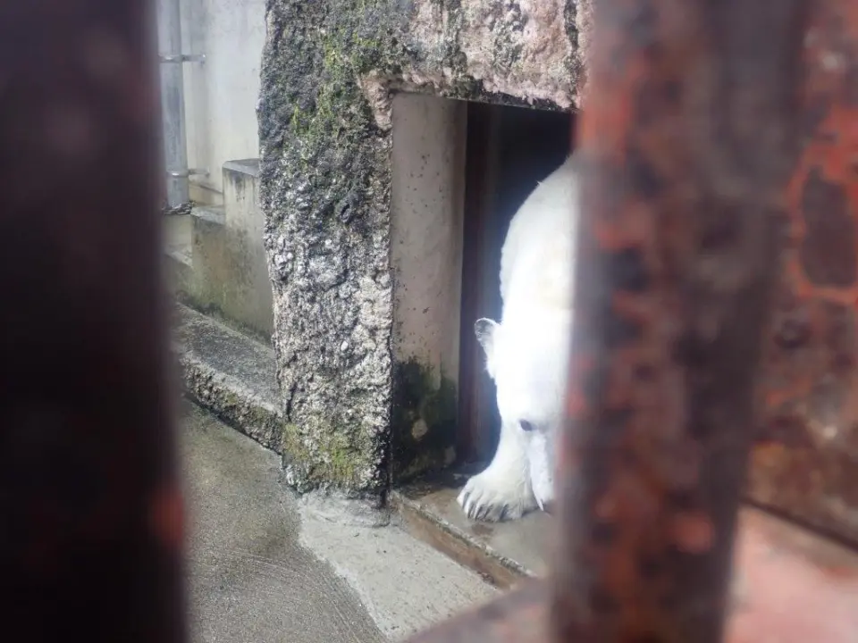 雨宿りするポロロ③