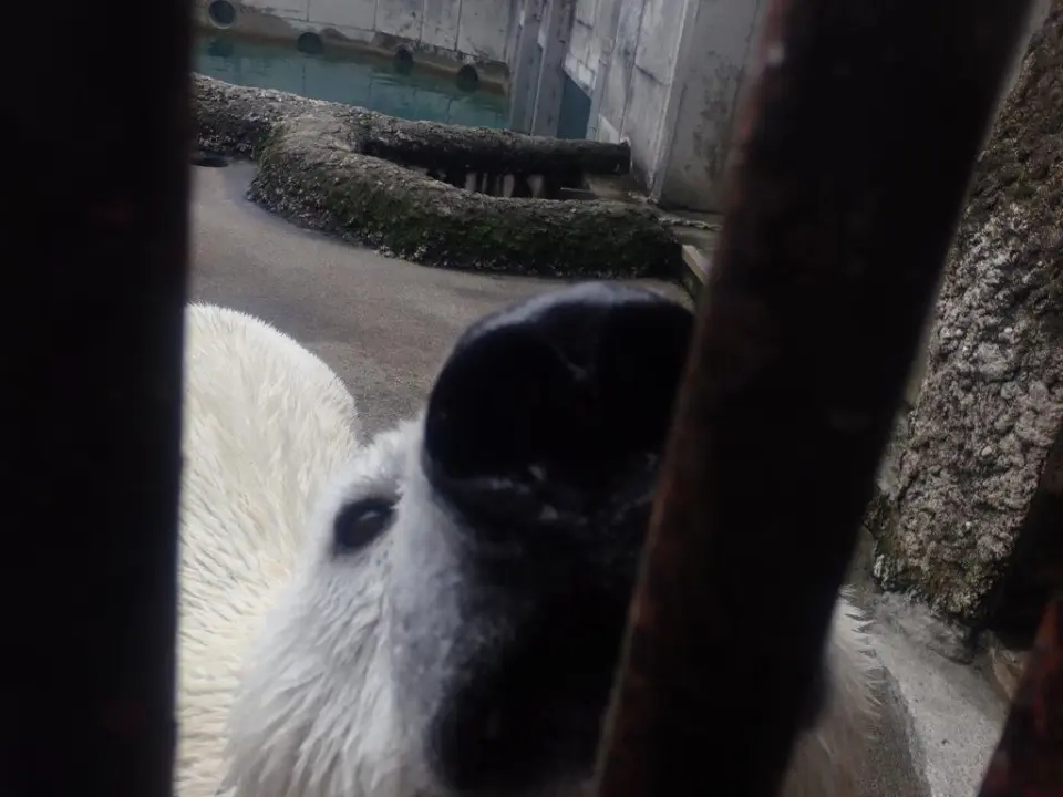 こちらに気づいたポロロ