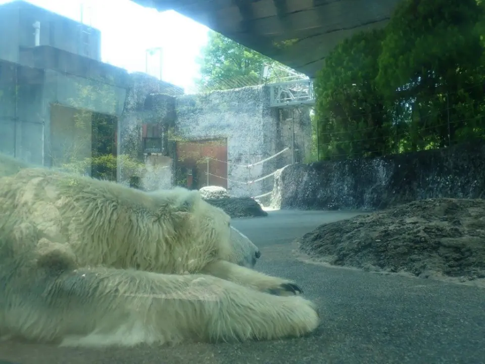 日陰でまったりするポロロ