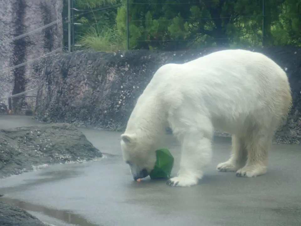 氷を食べるポロロ