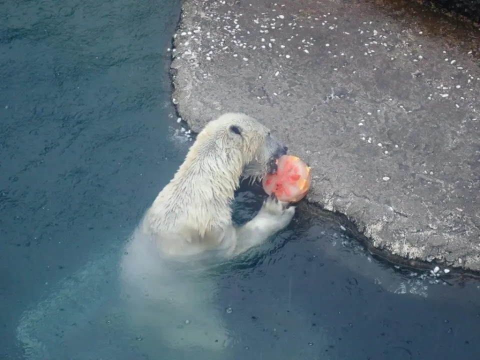 氷を食べるポロロ