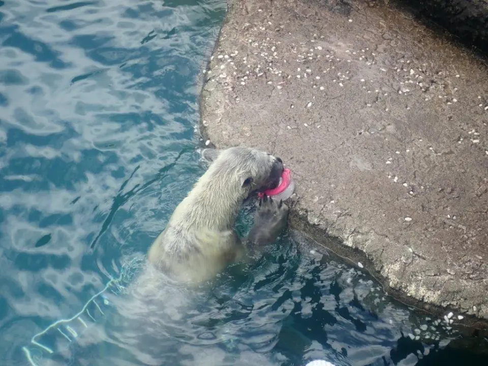 氷をなめるポロロ