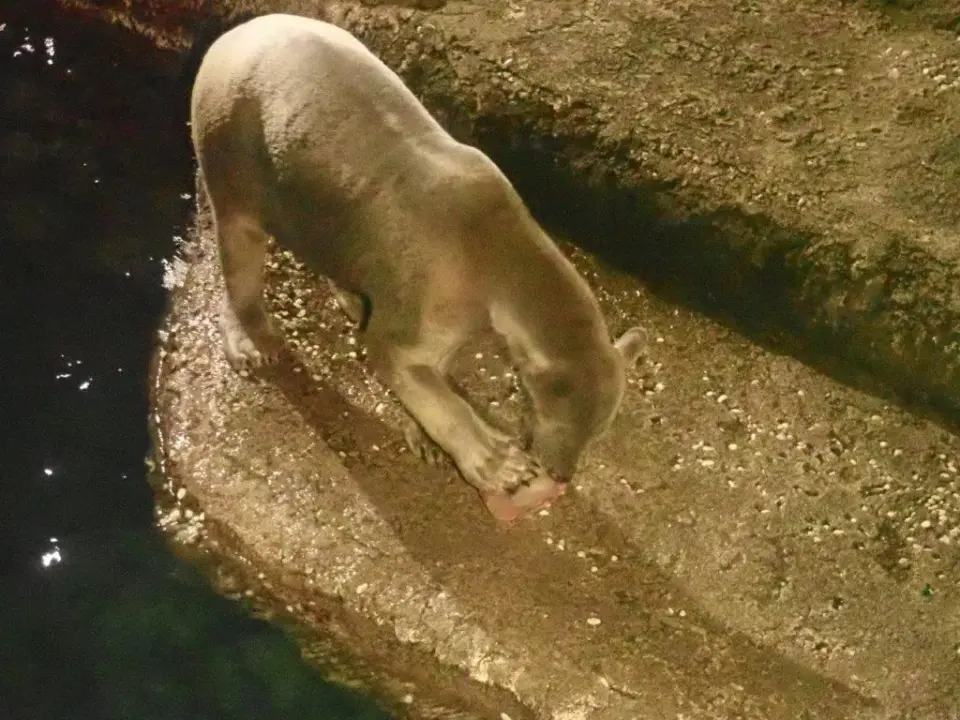氷を食べるポロロ