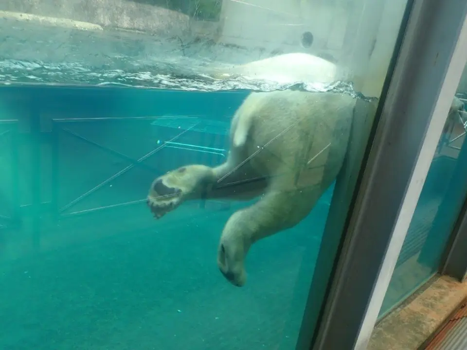 ポロロのおしり