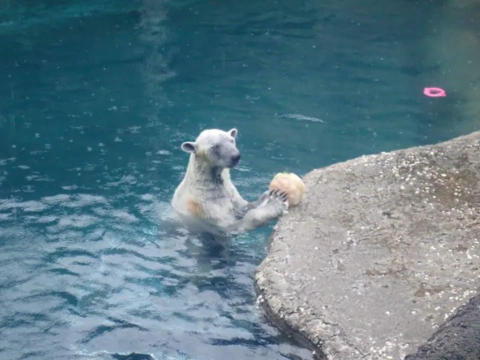 氷を食べるポロロ①