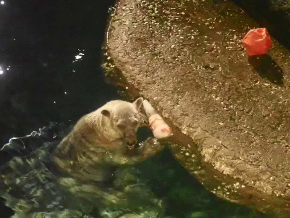 氷を食べるポロロ