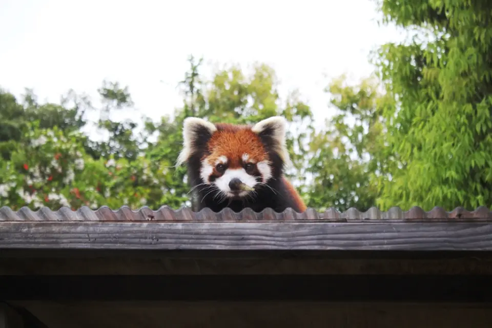 屋根の上から顔を覗かせるきなこ