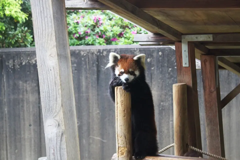 とくしま動物園でのきなこ（柱を抱いてお澄まし）