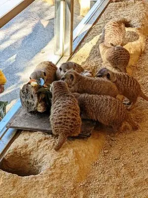 ミーアキャット