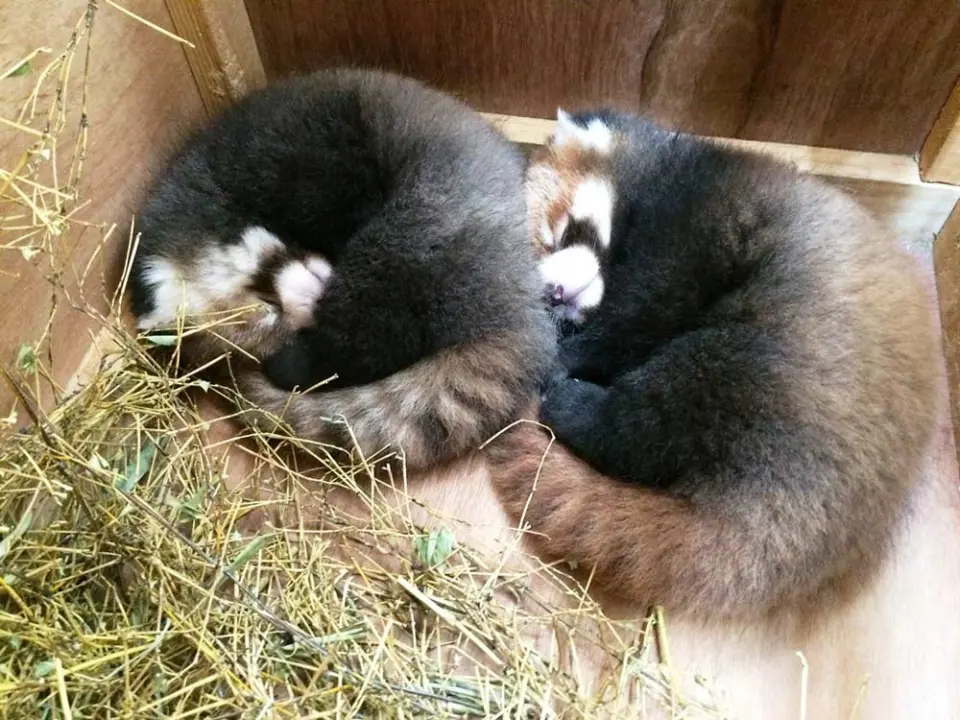 レッサーパンダ双子の赤ちゃん