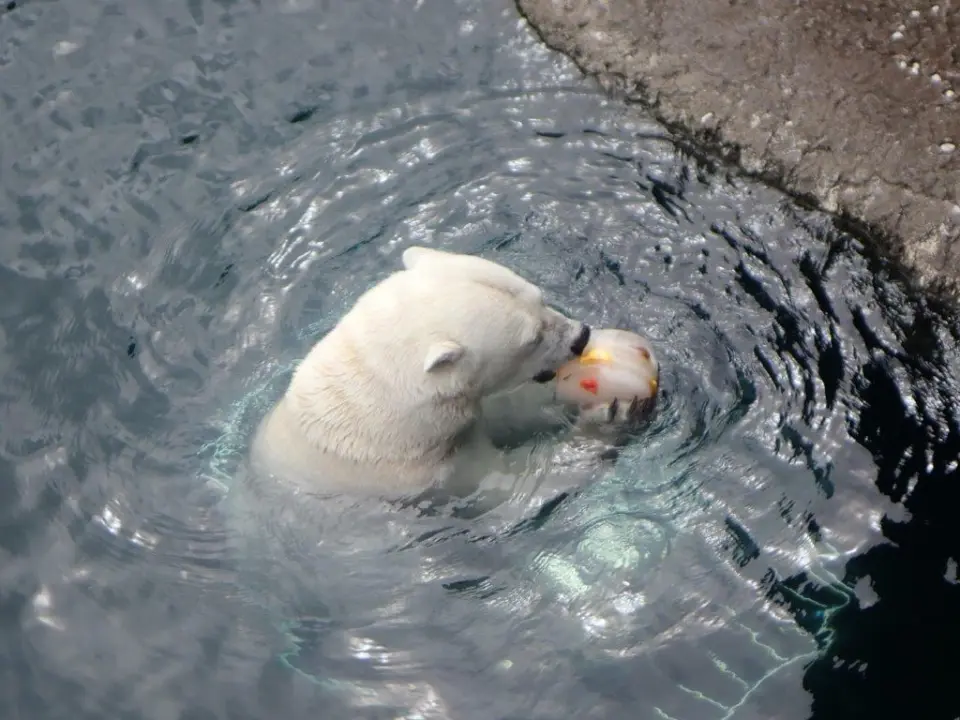 氷を食べるポロロ