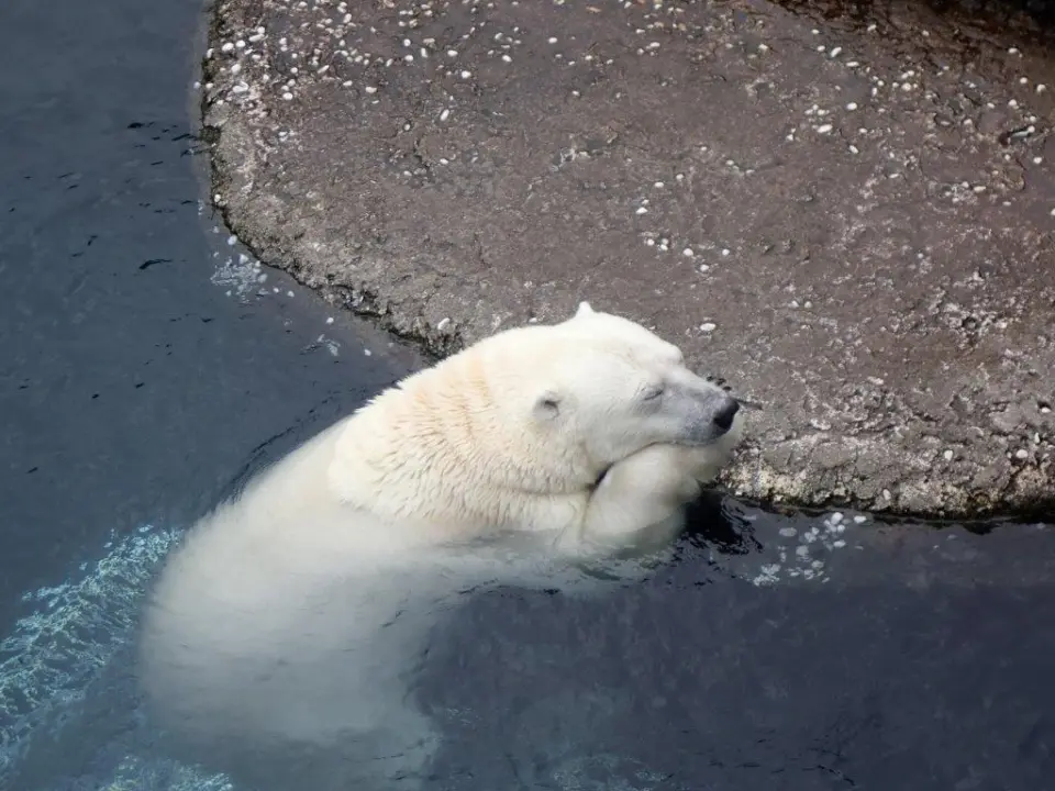 休憩中のポロロ